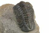 Detailed Reedops Trilobite - Atchana, Morocco #312769-5